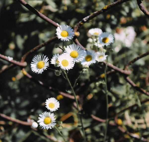 link building for growth